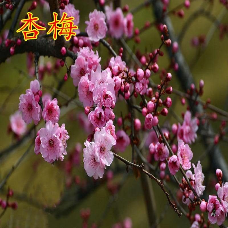 梅花树苗盆栽地栽树苗耐寒植物庭院阳台南北方种植当年开花 杏梅 3年