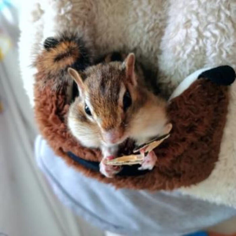 异宠松鼠活体宠物小松鼠活物幼崽金花黄山魔王松鼠 金花幼崽公母备注