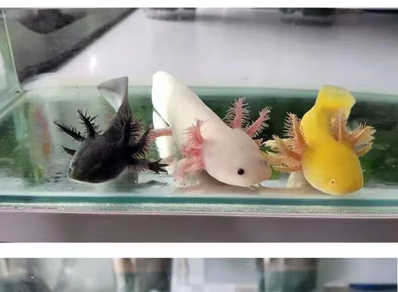 墨之瑶【包活】六角恐龙鱼活物冷水淡水鱼好养耐活金鱼锦鲤观赏鱼 8