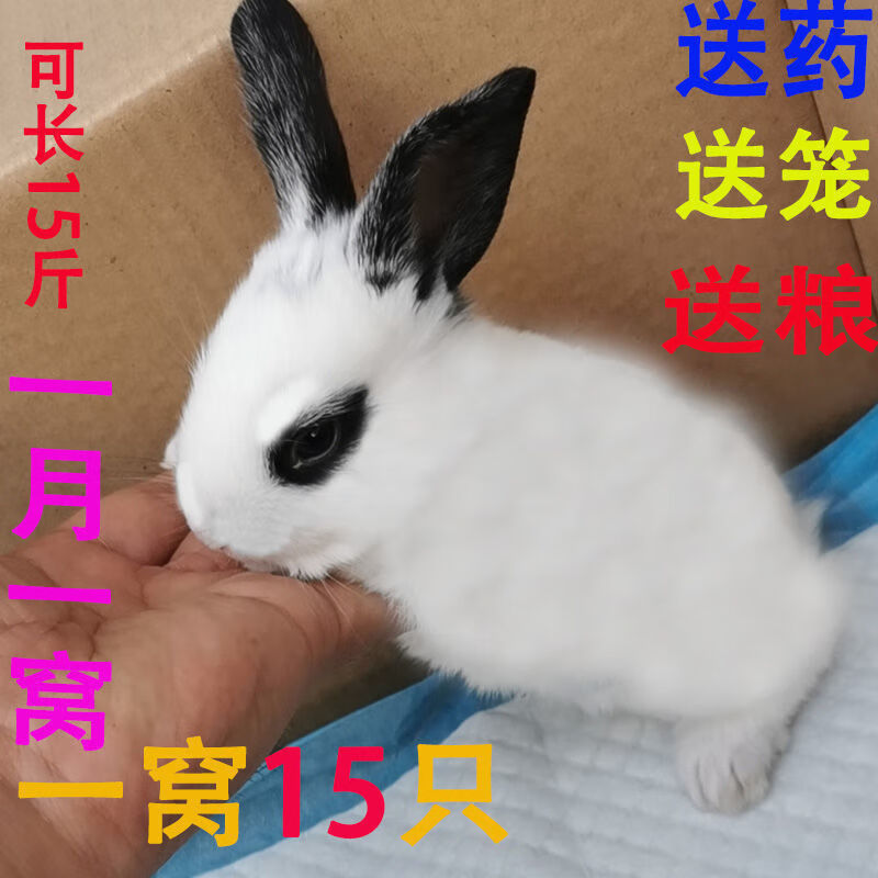 兔子大形巨形兔子公母一对兔子一对幼崽兔子活体家养小白兔 熊猫兔