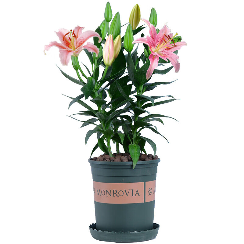 苏艺缘百合花盆栽带花苞好养花卉室内外客厅四季开花花卉盆栽 百合花