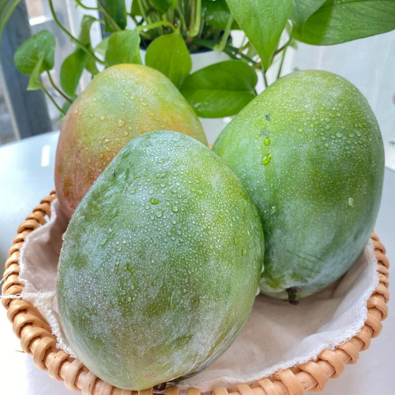 译优农四川攀枝花凯特芒特大芒果 新鲜水果当季青皮超甜芒果 源头直发 9斤果王 单果1.2斤起 【当天现摘速发】