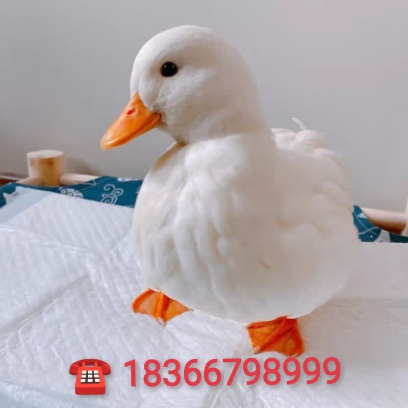 成年网红鸭柯尔鸭可达鸭宠物鸭迷你鸭赛级科尔鸭幼崽活体活鸭活苗