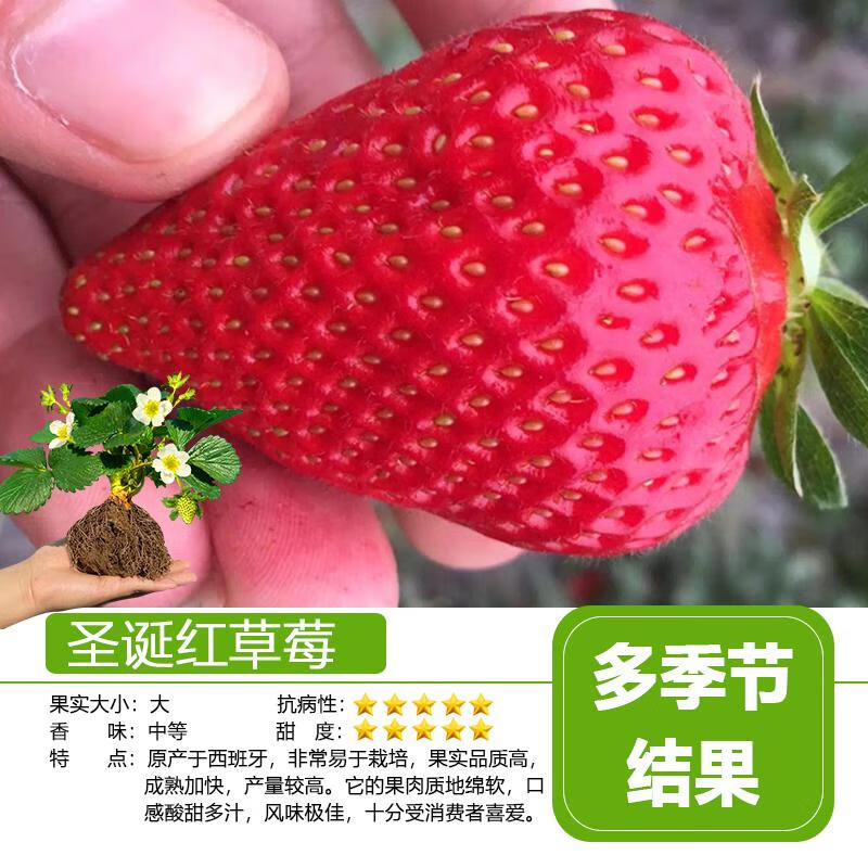 草莓苗秧地栽四季结果盆栽草莓苗裸根好养活 圣诞红5颗营养杯苗栽好