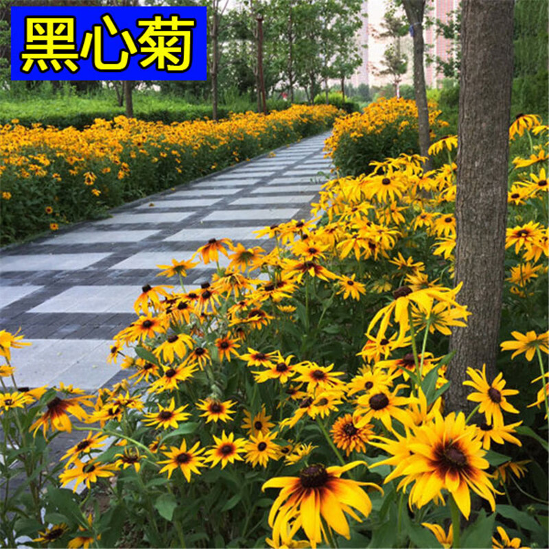 好客花乡黑心菊种子景观工程花海园林绿化耐旱热春播花种子花期长好客