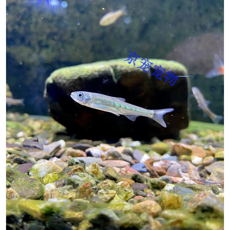 长鳍鱲异鱲群游鱼原生态淡水鱼马口好养耐养不加温溪流冷水观赏鱼长 