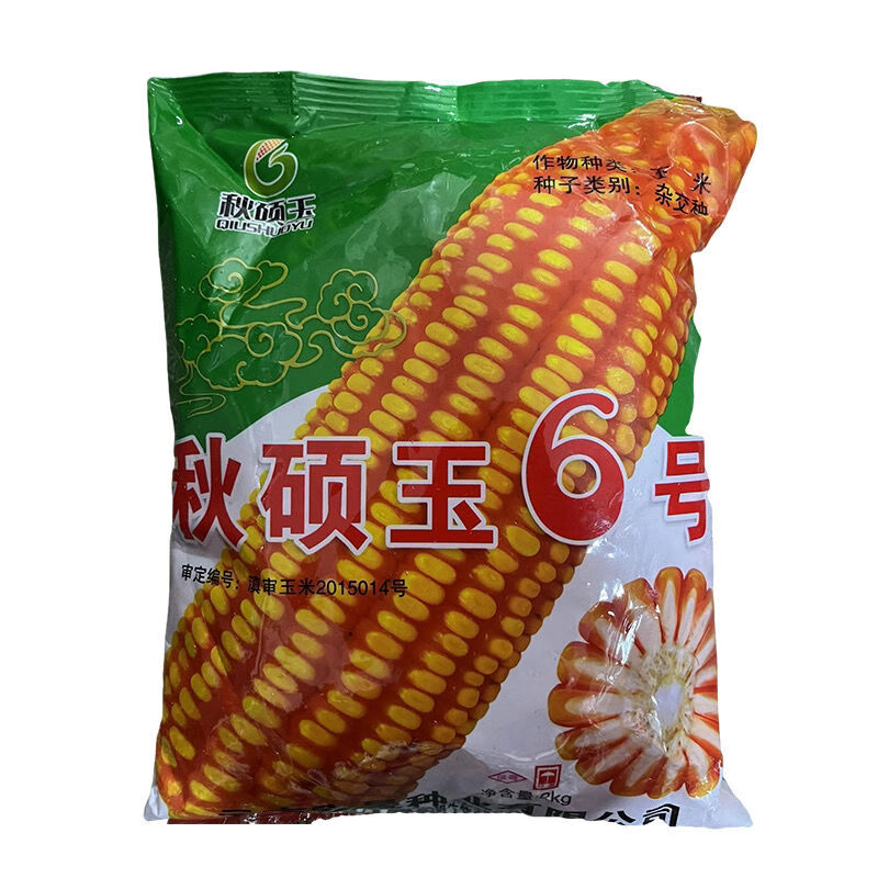 细辛秋硕玉6号云贵川杂交高产大棒矮杆高产细轴饲料玉米抗旱抗倒白轴