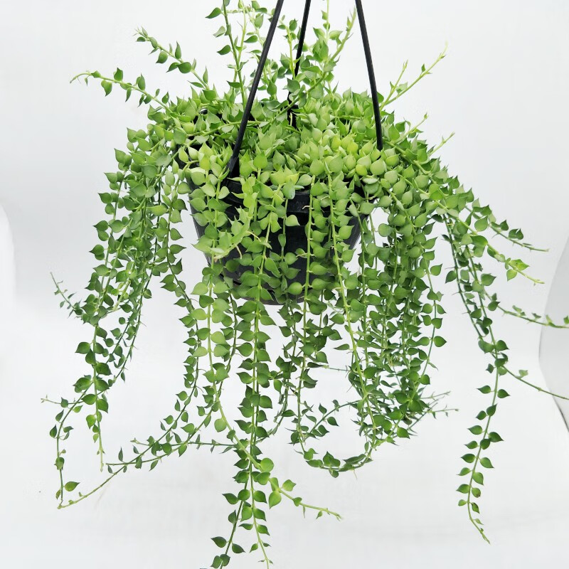 惜林园百万心吊兰多肉垂吊植物室内阳台串钱藤盆栽吸甲醛净化空气好养