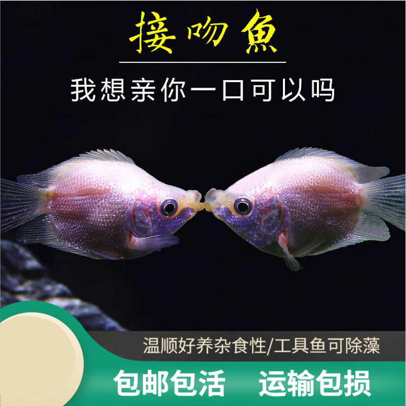 观赏活体小型淡水热带嘴鱼草缸宠物欣赏新手好养耐活 3-4cm接吻鱼1条