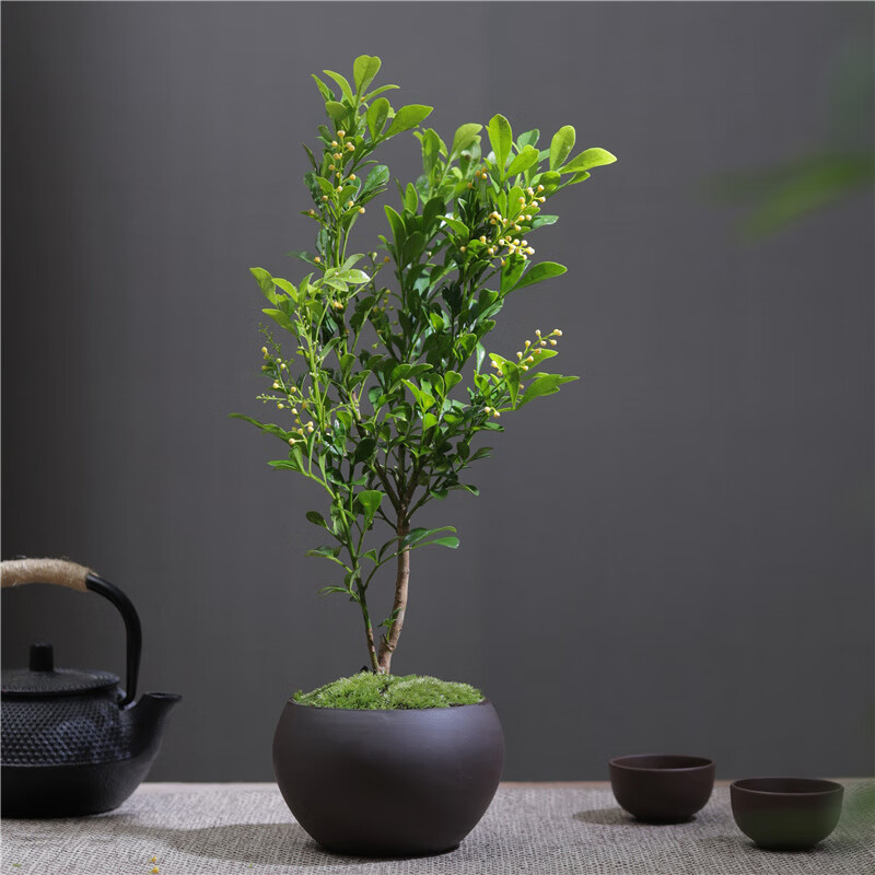 卉双香水米兰盆景栽客厅办公室内书房桌面四季开花卉绿植阳台净化空气