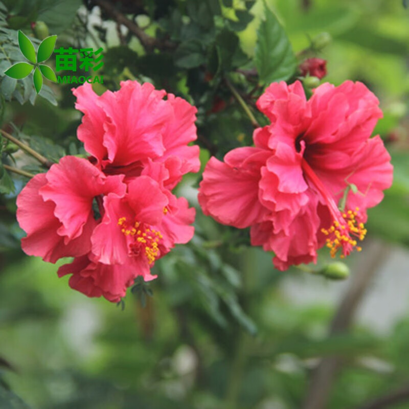 苗彩園藝 四季重瓣大花木槿花苗樹苗綠化苗木大花木槿花盆栽地栽花卉綠植庭院籬笆植物花期長當(dāng)年開花 重瓣 紅色木槿 4公分粗【分枝多多】