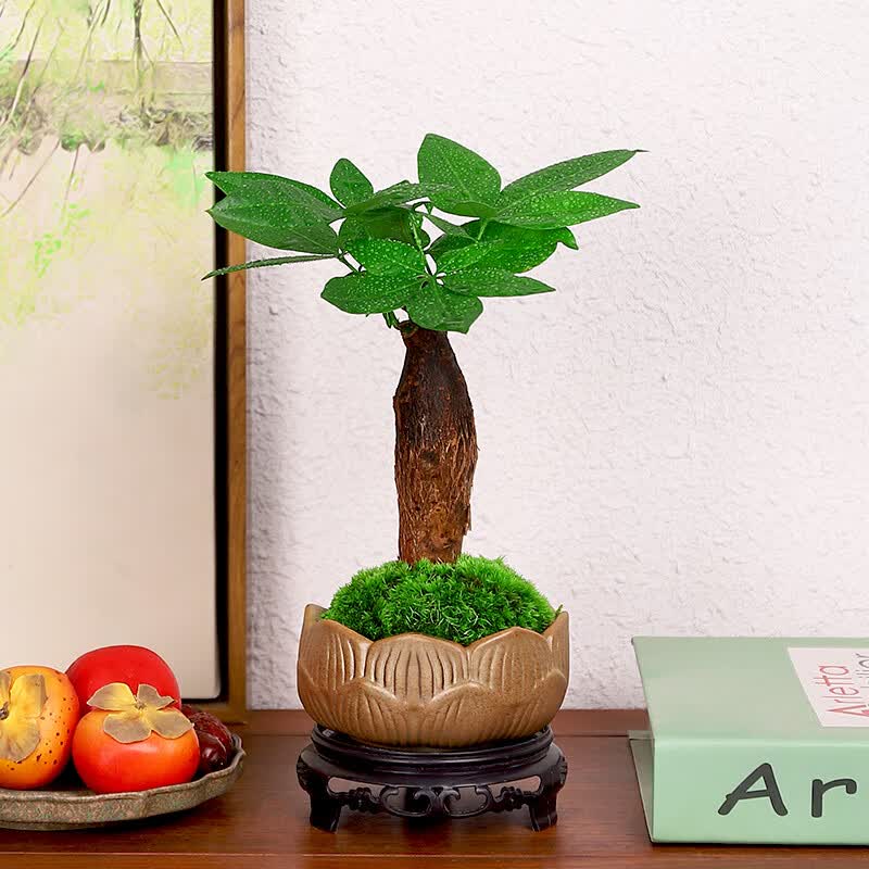 钧月窑发财树小盆栽室内植物客厅摆件办公室桌面花卉绿植盆景好养易活使用感如何?