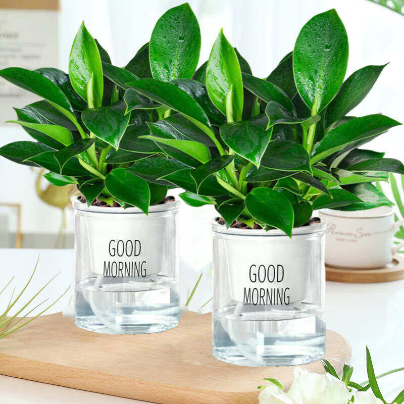 ����һ�����������ֲ��������ˮ����ֲ���������ܶ���칫����ȥ������ζ 2�����23cm����3��(�簲��) 79.5Ԫ��5��(��15.9Ԫ/��)