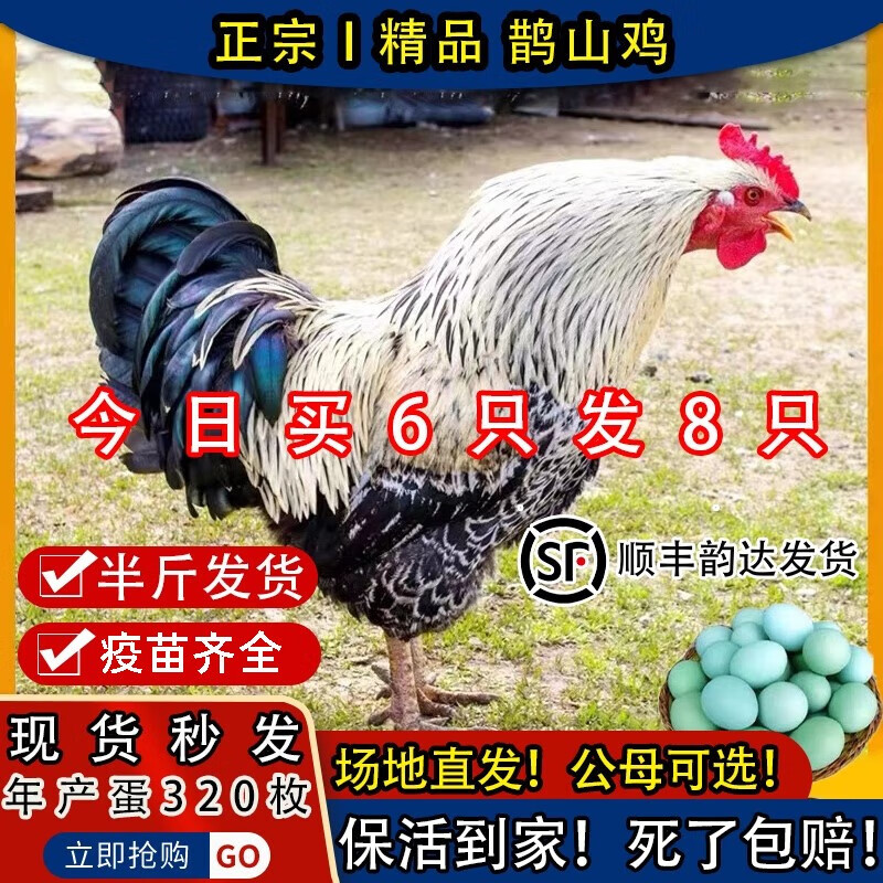 鸡白羽鸡白芦花鸡脱温鸡彩凤鸡到家 半斤白鹊山鸡5 1(6只公母任你选