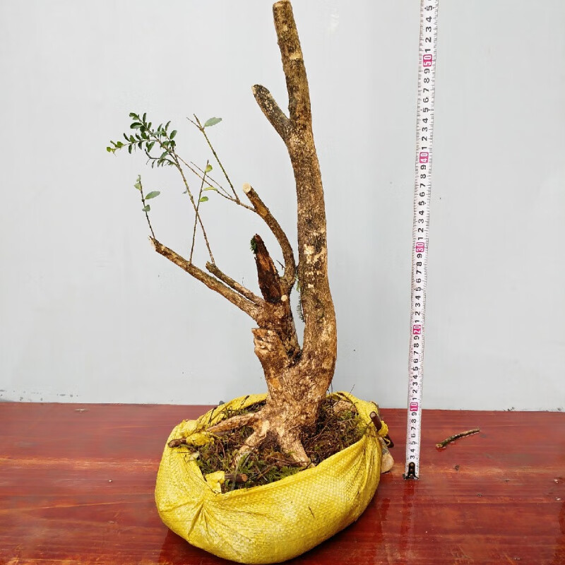 辉客映上 黄杨盆景老树桩树桩瓜子中型造型老桩鲜活珍珠阳台盆载 乳