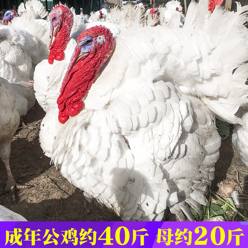 尼古拉火鸡种蛋受精蛋可以孵化青铜海布里德700系重型火鸡种蛋 真 10