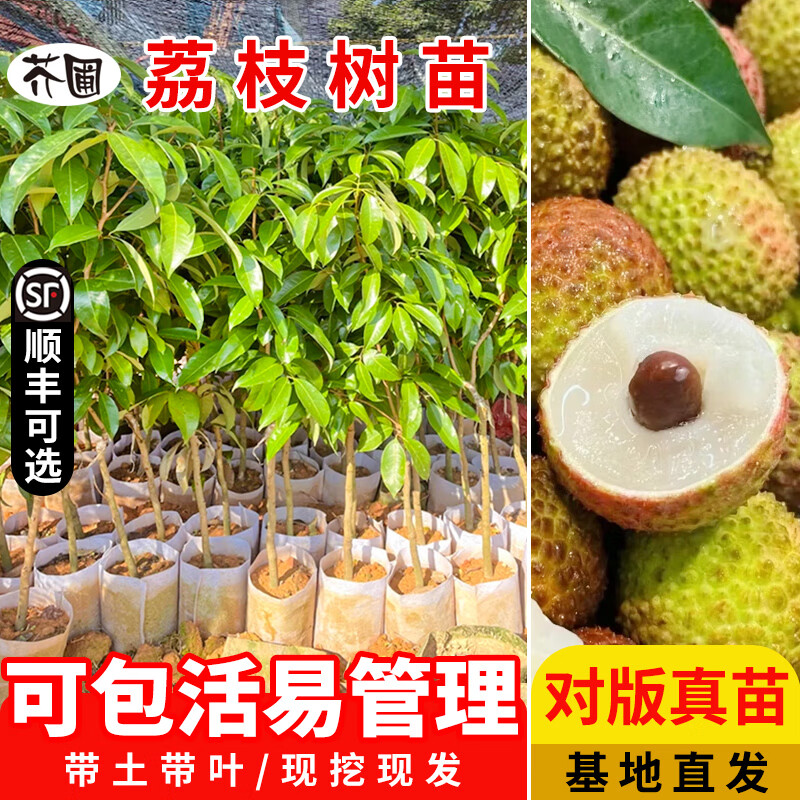 芥圃荔枝樹(shù)苖無(wú)核桂味果樹(shù)盆栽妃子笑嫁接水果樹(shù)苗糯米糍果苗結果 1顆妃子笑+1顆桂味+1顆仙進(jìn)奉 售后包活3個(gè)月