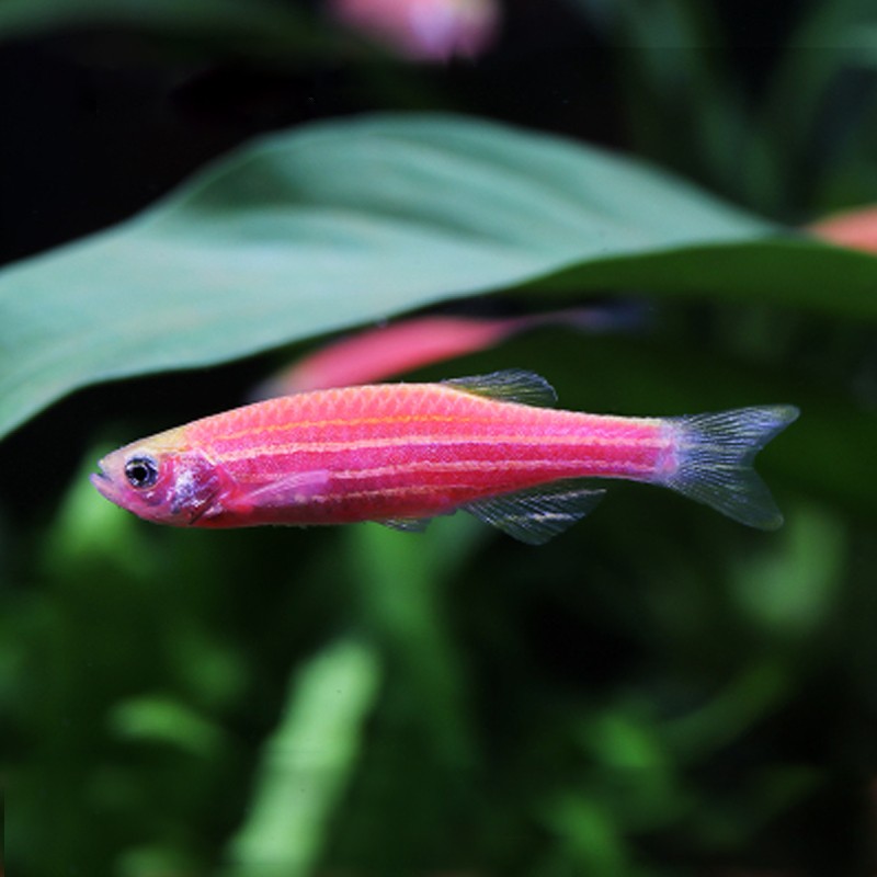 易萌 斑马鱼活体小型热带观赏鱼好养耐活淡水练手活体鱼 红斑马2-3cm