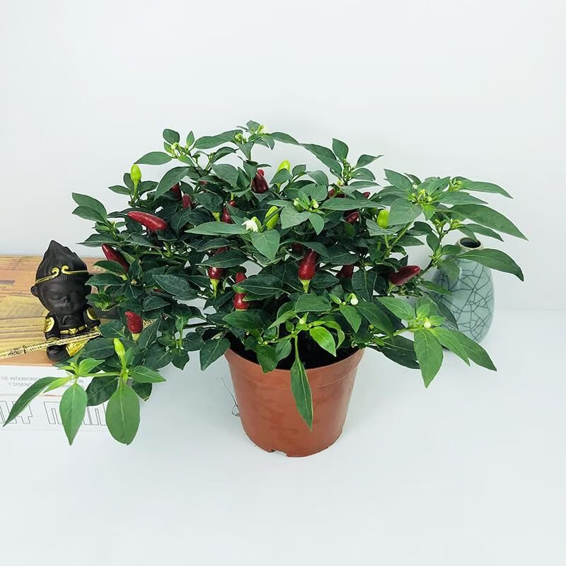 素蜜新款辣椒可食用盆栽阳台带果彩色树苗朝天椒苗小米椒五彩椒七彩 1