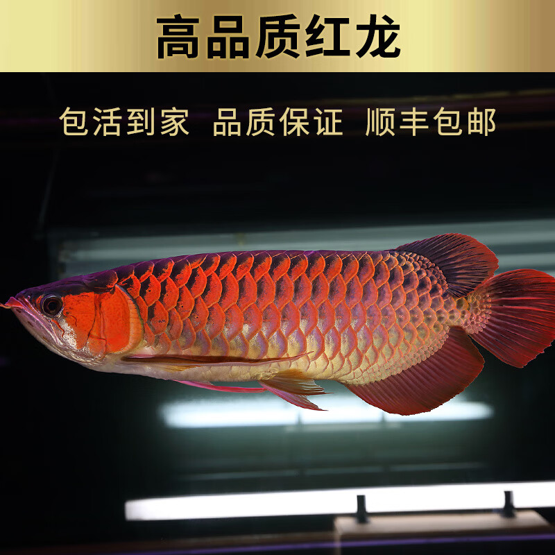 秋颖观赏印尼红龙鱼金龙鱼黄化银龙观赏大型练手龙鱼小鱼 养殖饲料(非
