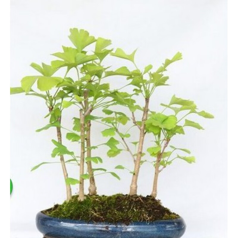 文静花坊  银杏小盆景迷你盆栽阳台绿植办公桌组合丛林树桩造型盆景 5