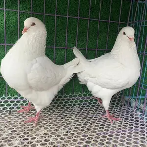 元宝鸽活体公母一对 活体一对纯种正宗元宝鸽观赏鸽超大体好养活 元宝