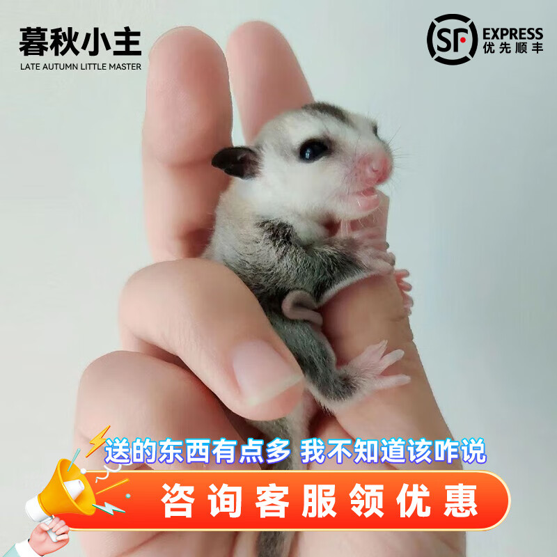 暮秋小主蜜袋鼯活物幼崽小飞鼠会滑翔蜜袋鼠宝宝蜜袋鼬活体宠物鼠活宠