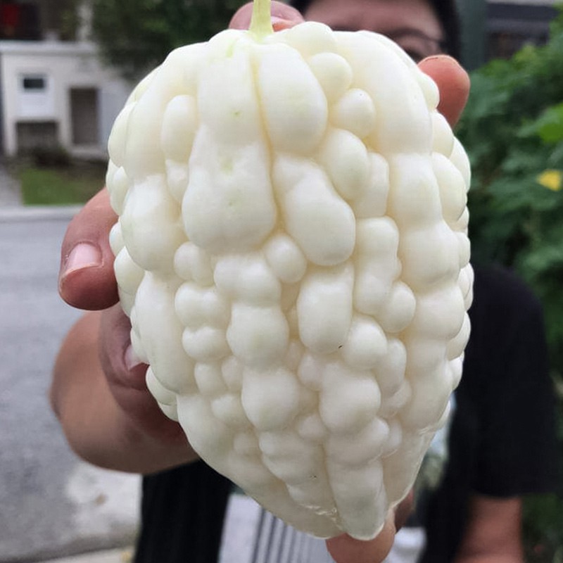 寿禾 苹果苦瓜种子白凉瓜种脆甜生吃不苦四季播春冬季播种寿光菜种籽