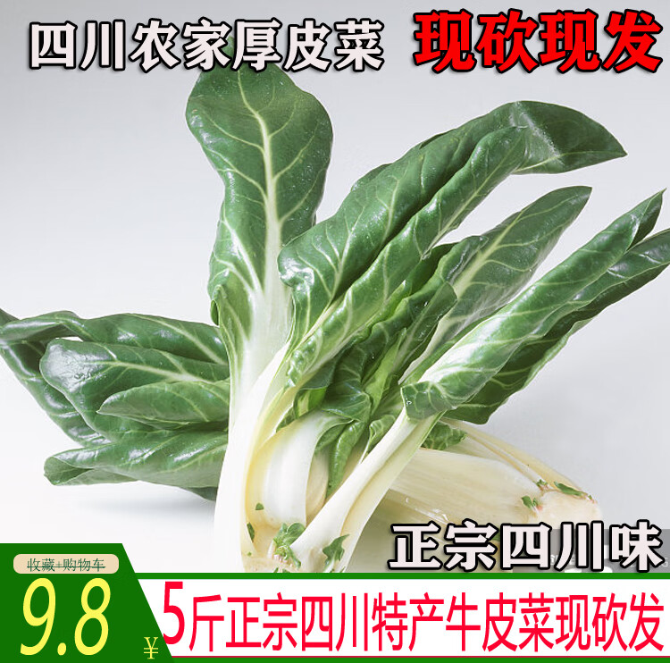 四川厚皮菜农家自种新鲜牛皮菜当季时令蔬菜厚皮菜可凉拌叶菜3斤 1500