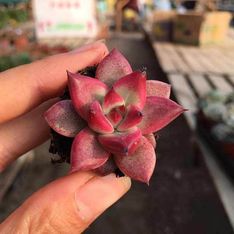 罗卡多肉植物盆栽肉肉植物办公室内小花卉绿植盆栽 罗卡小苗2cm不含盆