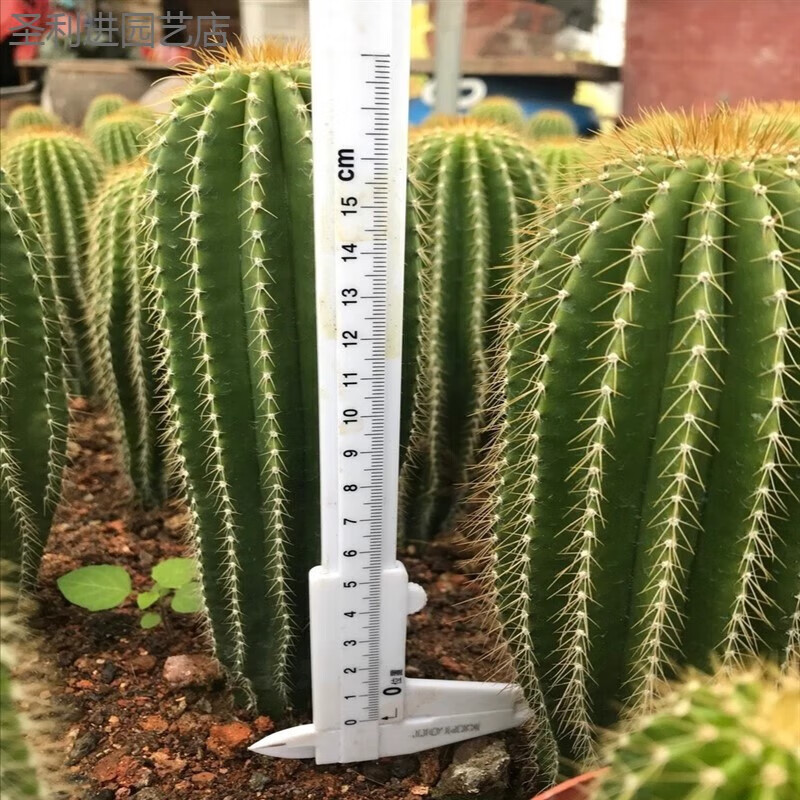 懿儱佩大凤龙仙人掌多肉植物大型仙人球仙人柱沙漠庭院景观造景盆栽