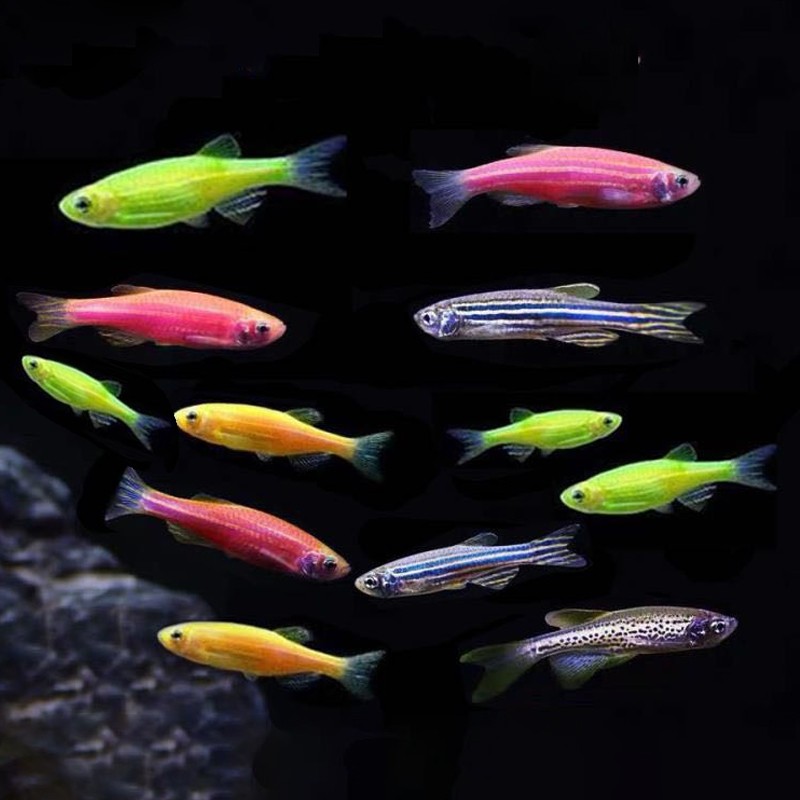 易萌 斑马鱼活体小型热带观赏鱼好养耐活淡水练手活体鱼 混色斑马2