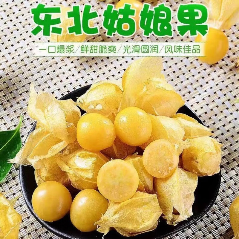 素界东北特产黄菇娘果当季新鲜水果姑鸟果大果洋姑娘果灯笼果甜菇凉20