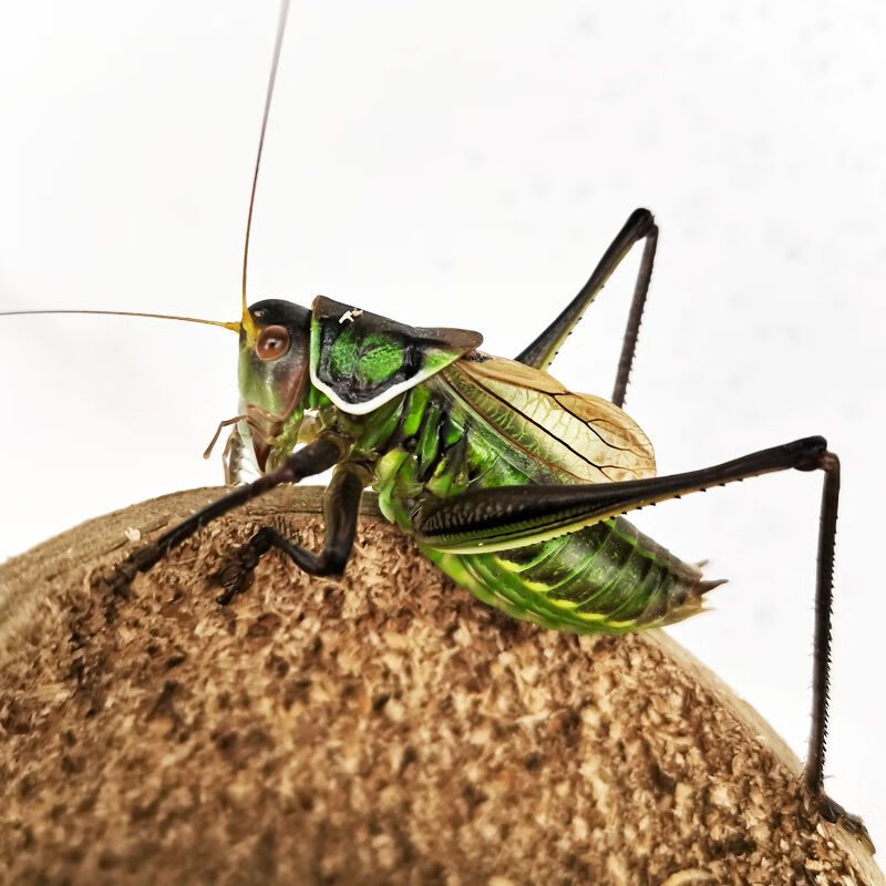 迪士农庄园 dsnzy蝈蝈活虫蝈蝈鸣虫山青蝈蝈铁皮蝈蝈翠绿蝈蝈鸣叫蝈蝈