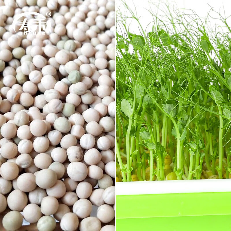 寿禾 麻豌豆种子四川水培豌豆苗专用种籽专吃芽苗菜批发 豌豆种子