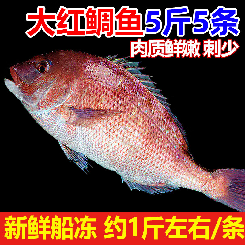 鱼七秒深海加吉鱼5斤新鲜红鲷鱼鲜活冷冻铜盆鱼海鲜水产品东海整条少刺