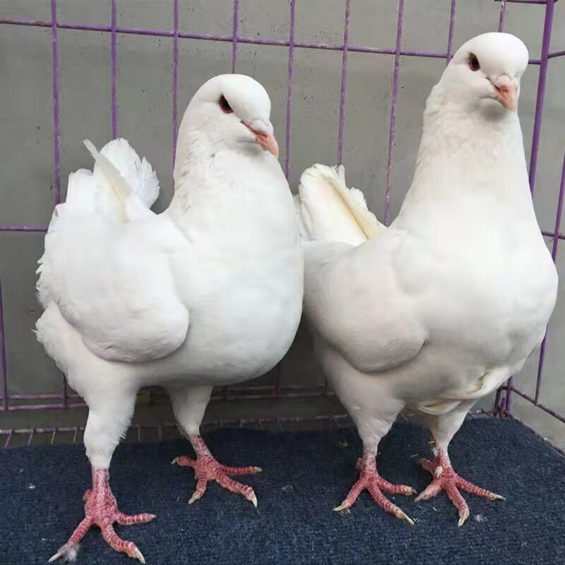 大体元宝鸽子纯巨型公斤鸽鸽子活物一对正宗大型肉鸽观赏活体宠物