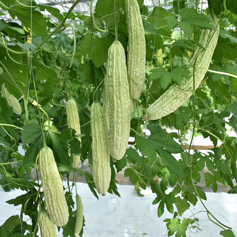 新蓝山大白苦瓜种子 早熟白苦瓜种子抗病 耐热 高产四季 蔬菜种籽 新