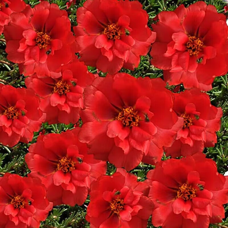 重瓣太阳花种子 开花不断易活花种子花卉庭院室外内阳台野花种籽 红色