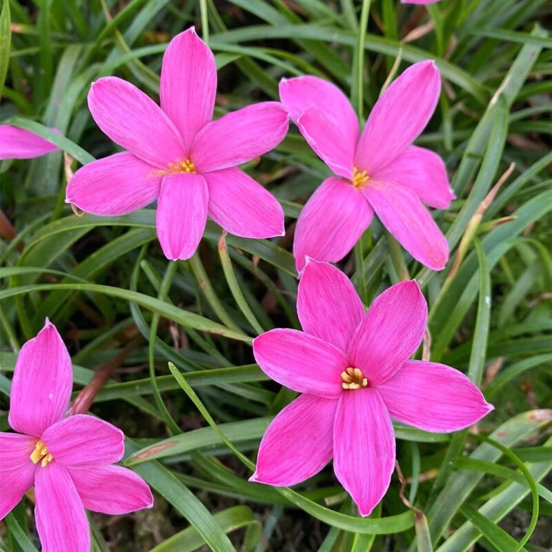 花如嫣左家花园 风雨兰种球夏秋季开花重瓣四季庭院阳台盆栽花卉新手