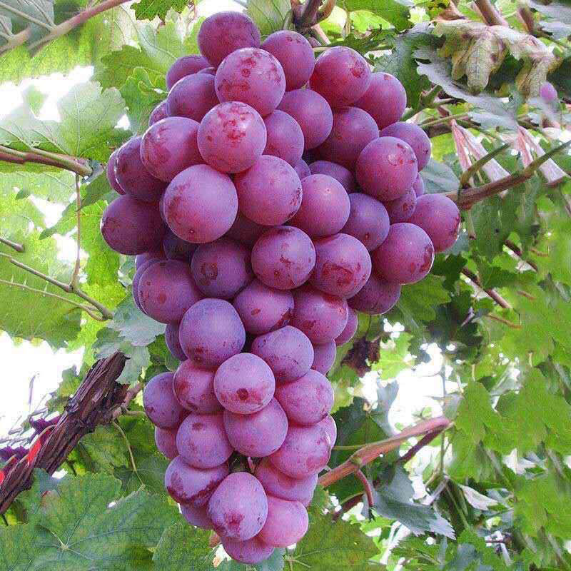 【京选优品】红提整箱红提子应季新鲜水果现摘现发产地直发有籽非克仑