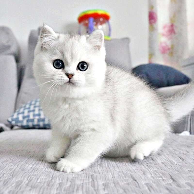 易萌小猫咪活体幼崽英短蓝猫美短银渐层英国短毛猫幼猫纯种家养宠物猫银渐色英短 Vogyou 易萌小猫咪活体幼崽英短蓝猫美短银渐层英国短毛猫幼猫纯种家养宠物猫银渐色英短 Vogyou