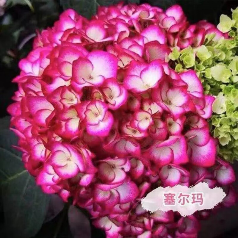 花盆栽带花苞无尽夏绣球花苗老桩盆栽室外阳台花卉四季开花 塞尔玛