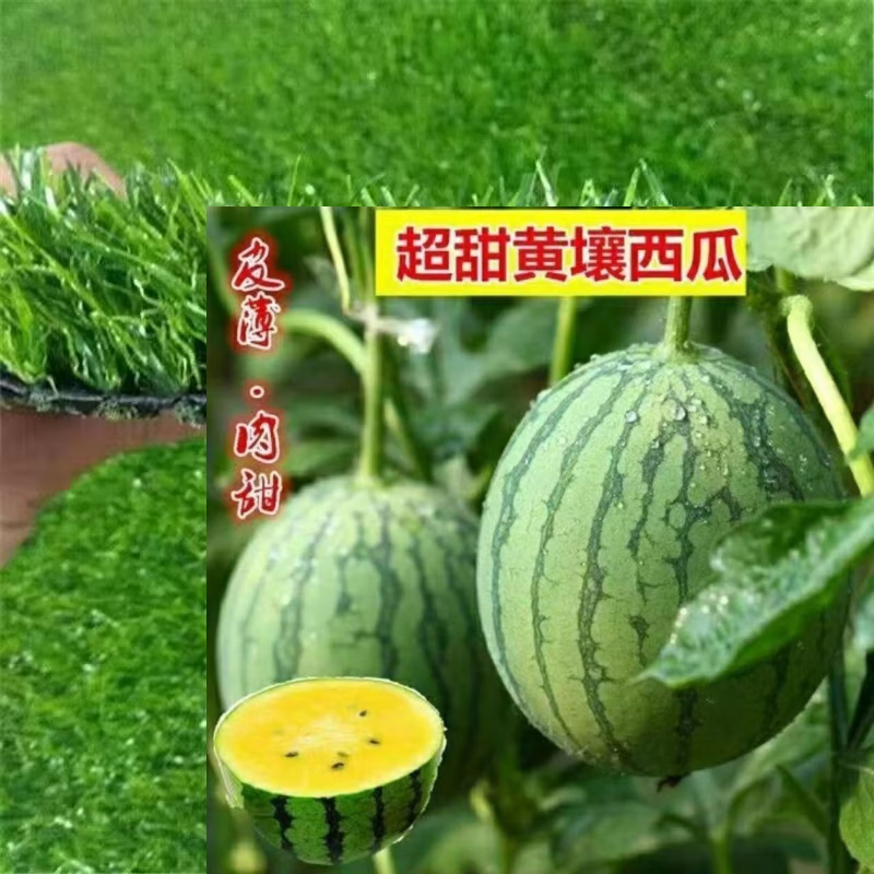 宝西瓜绿皮黄瓤春季黄心西瓜种籽四季播庭院蔬果种子 黄金宝西瓜种子