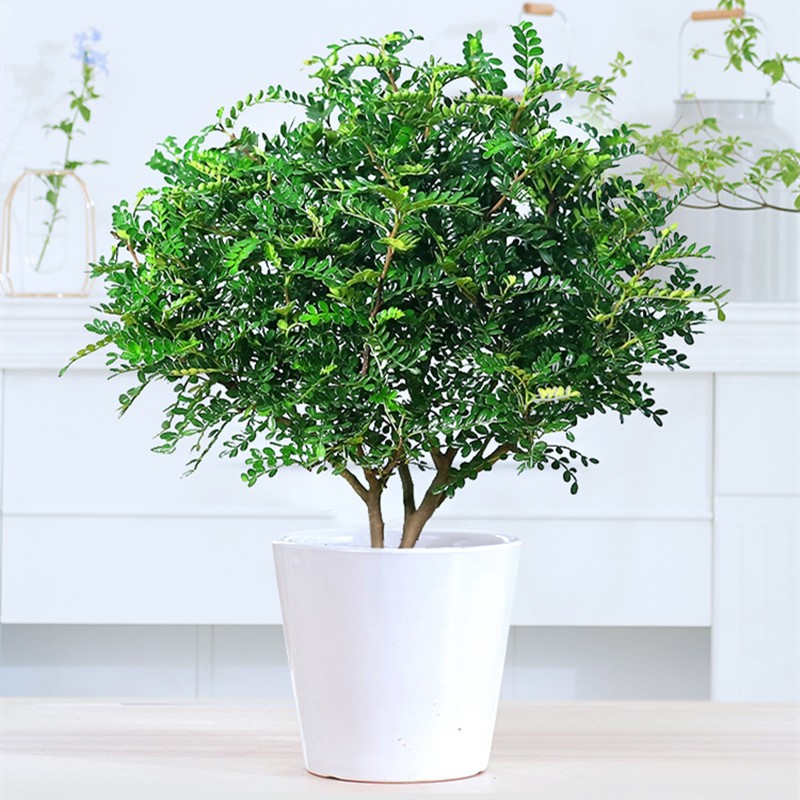 清香木盆栽 清香木胡椒木防蚊虫驱蚊草室内客厅绿植盆栽办公室桌 清香