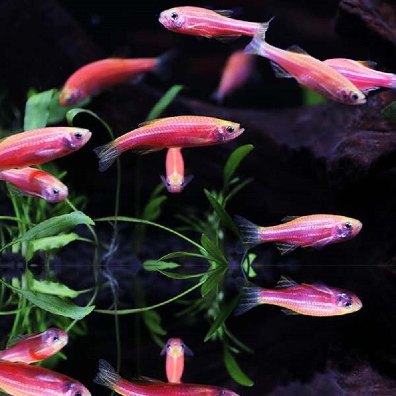 鱼淡水鱼群游鱼冷水鱼热带鱼灯科鱼活体鱼红绿灯鱼观赏鱼 红斑马鱼1条