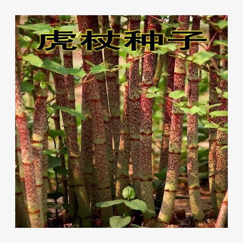 元冬新采摘名贵材种子 虎杖净种子虎杖种子大接骨熊 虎杖一斤500克