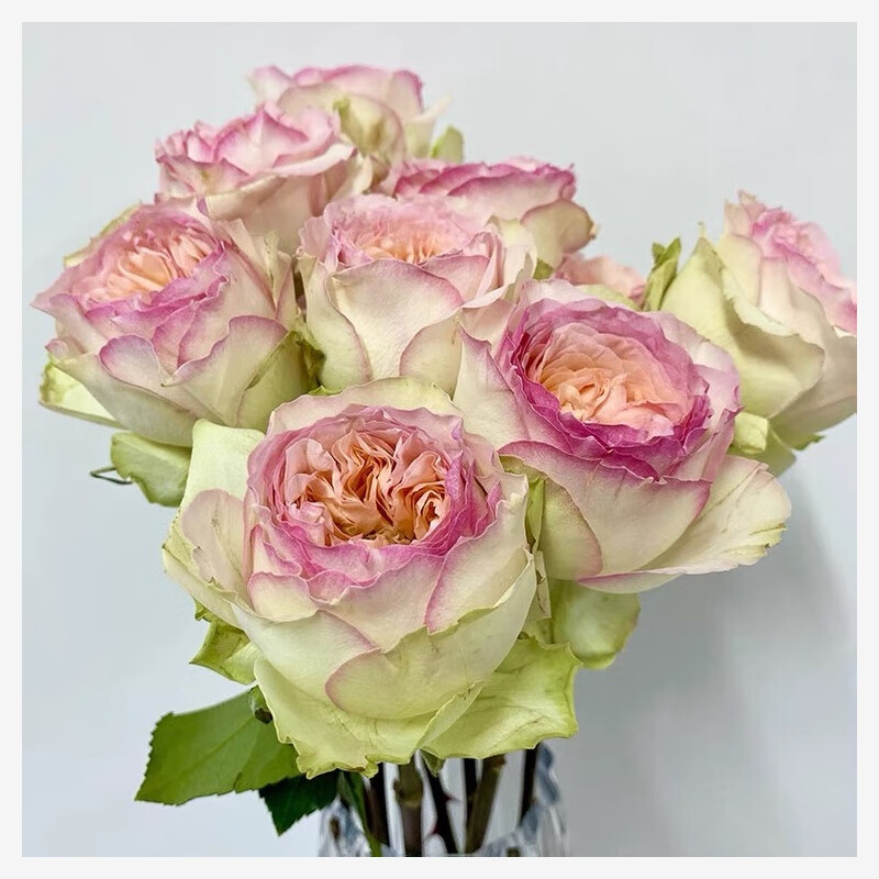 春沭蝴蝶公主月季花大苗花店玫瑰大花阳台庭院大花浓香四季花卉 蝴蝶