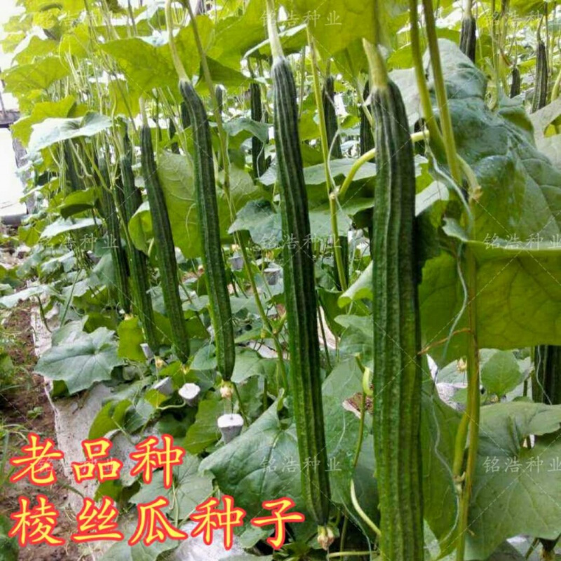 春枝韵老品种棱丝瓜种子高产蔬菜水瓜儿春夏秋冬四季播爬藤大 棱丝瓜
