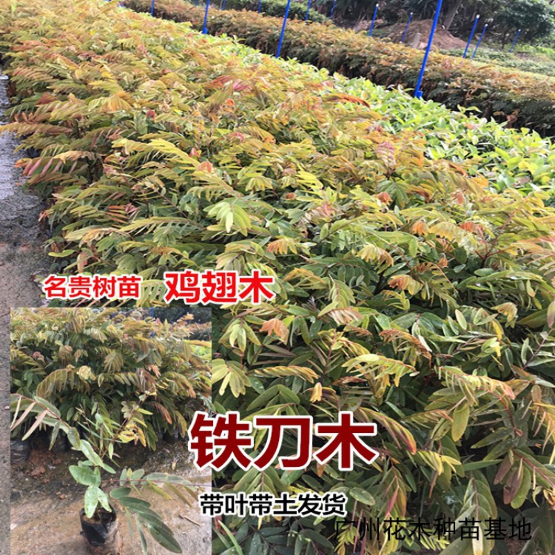 山头林村名贵树苗 正宗小苗 鸡翅木苗木 庭院 造林绿化树 30cm-40cm
